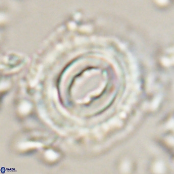 Toweius magnicrassus VR 025652