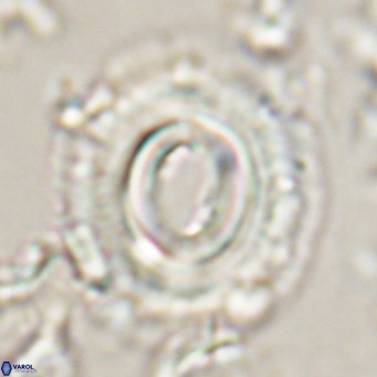 Toweius magnicrassus VR 025653