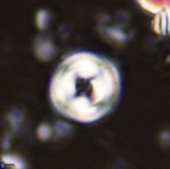 Toweius mikroanaigmus 44628