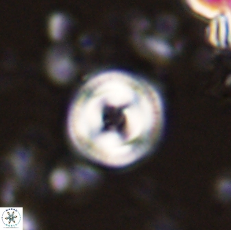 Toweius mikroanaigmus 44628