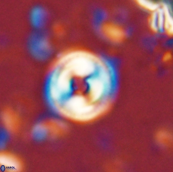 Toweius mikroanaigmus 44630