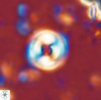 Toweius mikroanaigmus 44630