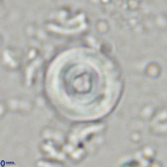 Toweius mikroanaigmus 44633