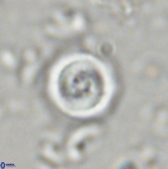 Toweius mikroanaigmus 44634
