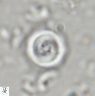 Toweius mikroanaigmus 44634