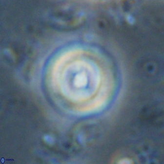 Toweius mikroanaigmus 44636