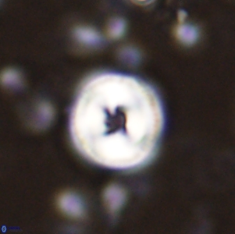 Toweius mikroanaigmus 44638