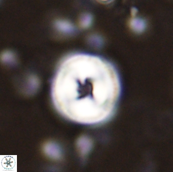 Toweius mikroanaigmus 44638