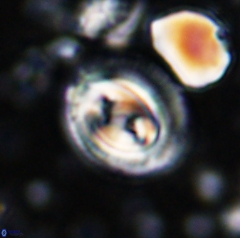 Toweius occultatus 42926