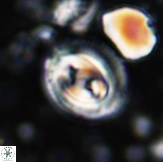 Toweius occultatus 42926