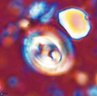 Toweius occultatus 42927