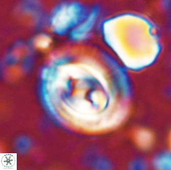 Toweius occultatus 42927