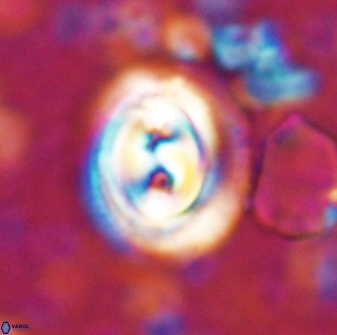Toweius occultatus 42928