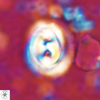 Toweius occultatus 42928