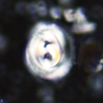 Toweius occultatus 42929