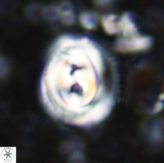 Toweius occultatus 42929