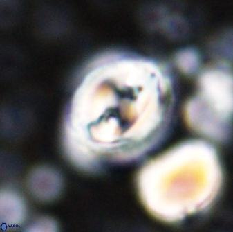 Toweius occultatus 42930