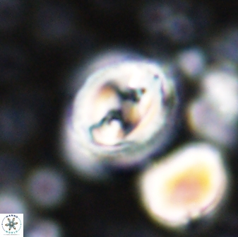 Toweius occultatus 42930