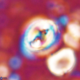 Toweius occultatus 42931