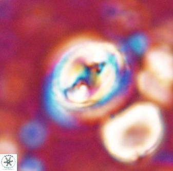 Toweius occultatus 42931