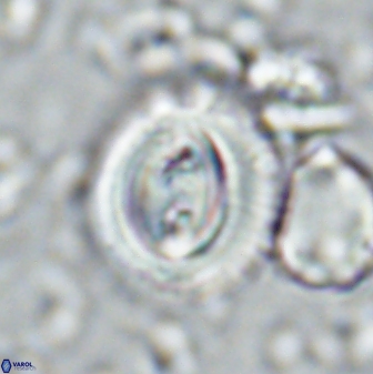 Toweius occultatus 42932
