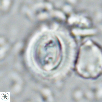 Toweius occultatus 42932