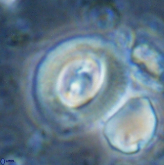 Toweius occultatus 42934