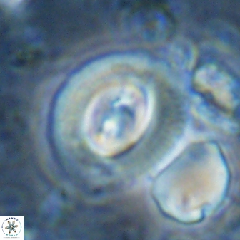 Toweius occultatus 42934