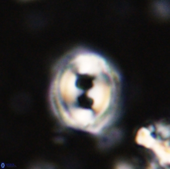Toweius occultatus 42953