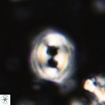 Toweius occultatus 42953