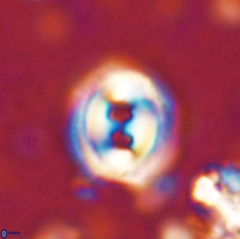 Toweius occultatus 42954