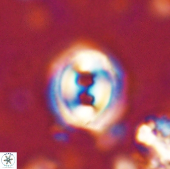 Toweius occultatus 42954
