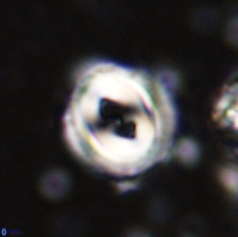 Toweius occultatus 42955