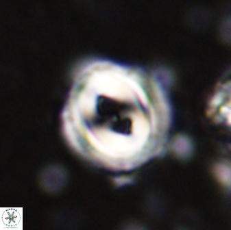 Toweius occultatus 42955