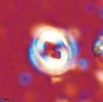 Toweius occultatus 42956