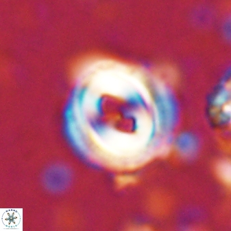 Toweius occultatus 42956