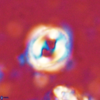 Toweius occultatus 42957