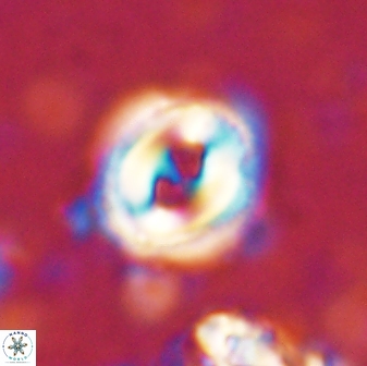 Toweius occultatus 42957