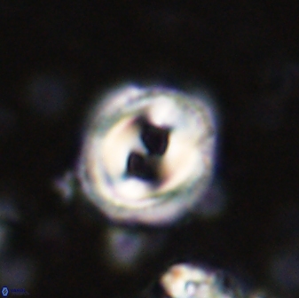 Toweius occultatus 42958