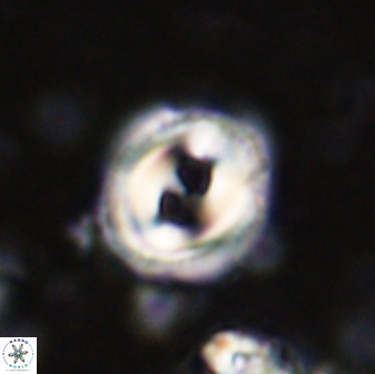 Toweius occultatus 42958