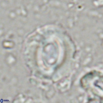 Toweius occultatus 42959