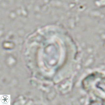 Toweius occultatus 42959