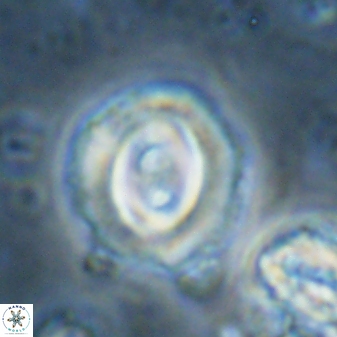 Toweius occultatus 42962