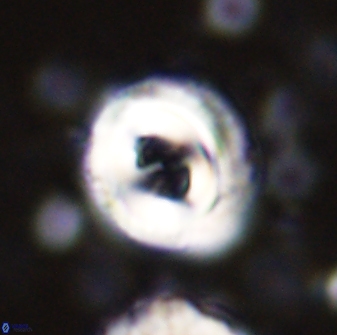 Toweius occultatus 43060