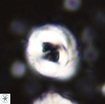 Toweius occultatus 43060