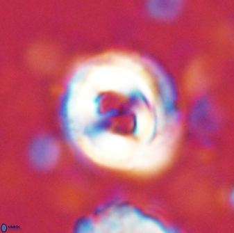 Toweius occultatus 43061