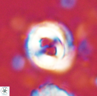 Toweius occultatus 43061