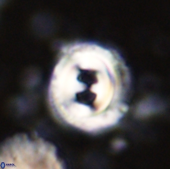 Toweius occultatus 43063