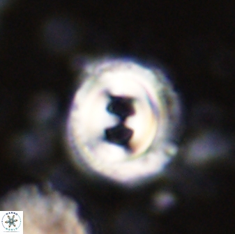 Toweius occultatus 43063