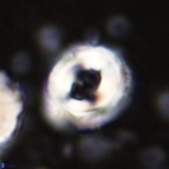 Toweius occultatus 43064
